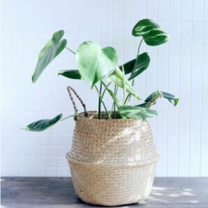 Wicker Foldable Planter Basket - Image 2
