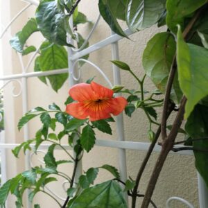 4 Pack Metal Garden Trellis 7  X19.7 Rustproof For Climbing Plants Support - Image 3
